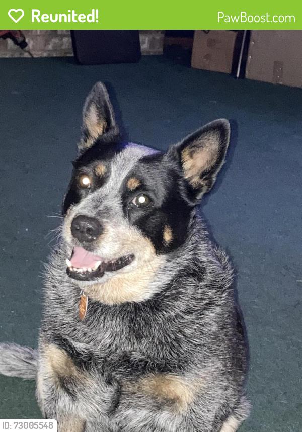 Reunited Male Dog last seen Goldmine and Fordham Rd, Mobile, AL 36619