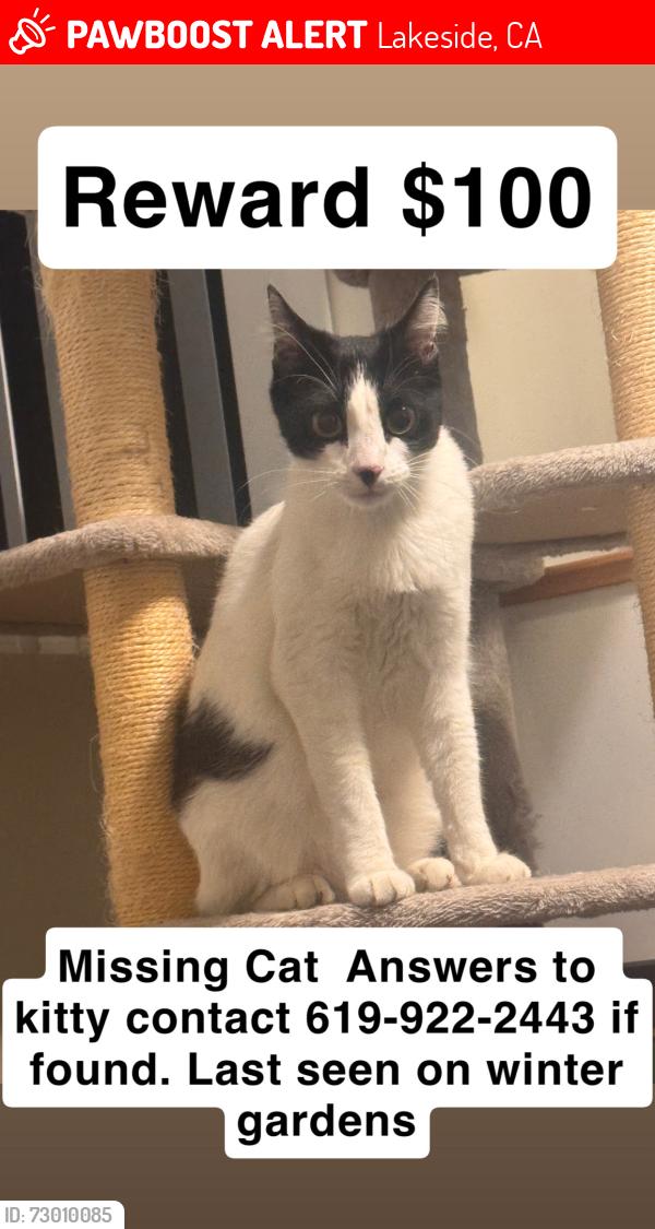 Lost Female Cat last seen Lemoncrest, Lakeside, CA 92040