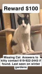 Lost Female Cat last seen Lemoncrest, Lakeside, CA 92040