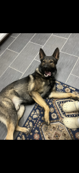 Lost Male Dog last seen Main ave , Sacramento, CA 95838