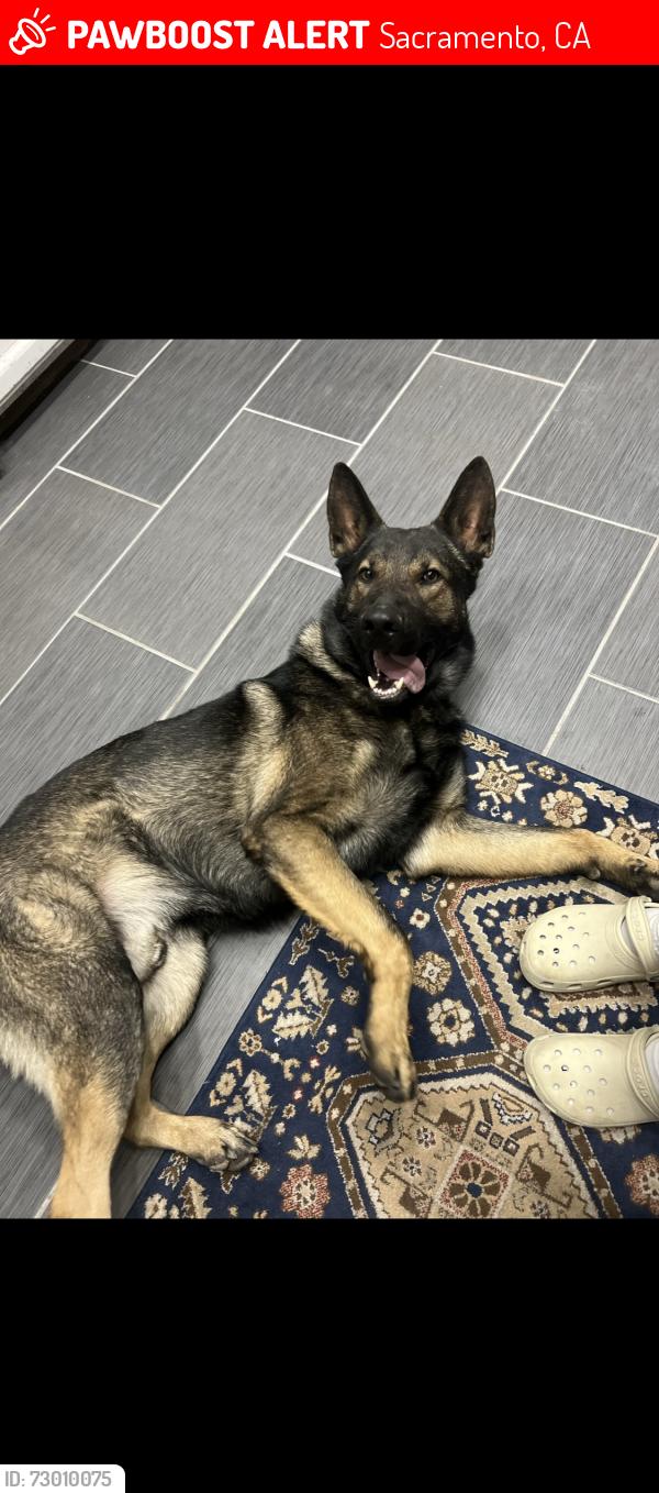 Lost Male Dog last seen Main ave , Sacramento, CA 95838