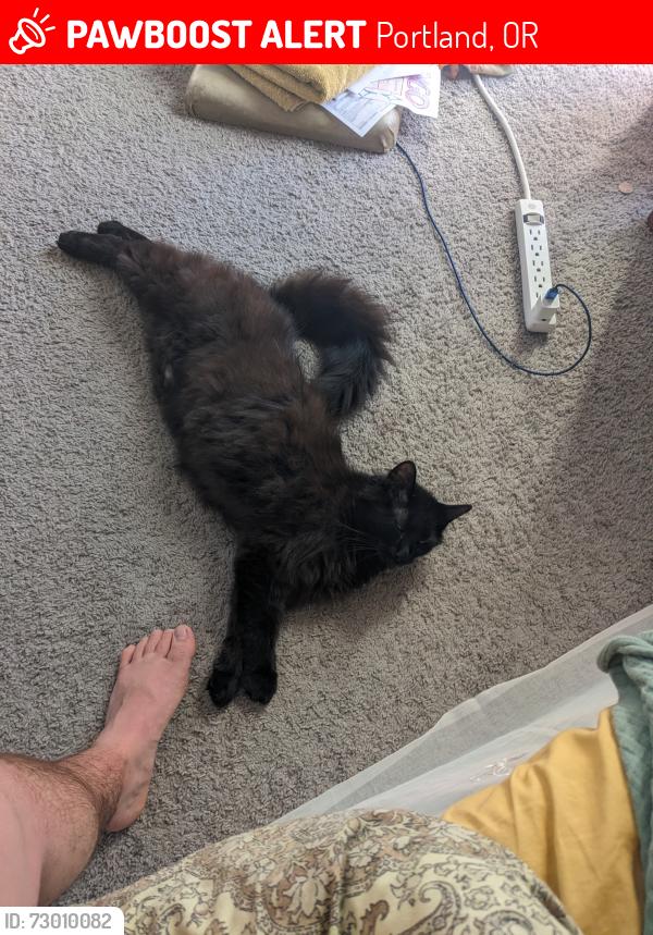 Lost Male Cat last seen SW Baird & SW 40th, Portland, OR 97219