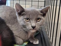 Shelter Stray Female Cat last seen , 957 N Gaffey St, San Pedro, CA 90731, USA