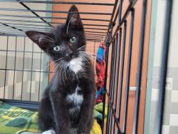 Shelter Stray Male Cat last seen , 957 N Gaffey St, San Pedro, CA 90731, USA