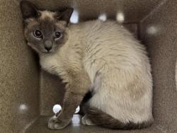 Shelter Stray Female Cat last seen Near BLOCK HOLLYWOOD DR, PUEBLO CO 81005, 4600 Eagleridge Pl, Pueblo, CO 81008, USA