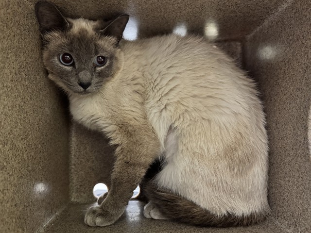 Shelter Stray Female Cat last seen Near BLOCK HOLLYWOOD DR, PUEBLO CO 81005, 4600 Eagleridge Pl, Pueblo, CO 81008, USA