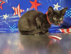 Shelter Stray Female Cat last seen , 957 N Gaffey St, San Pedro, CA 90731, USA