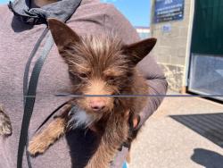 Shelter Stray Female Dog last seen D ST BETWEEN 4TH AND 5TH, 130 Beyer Way, Chula Vista, CA 91911, USA