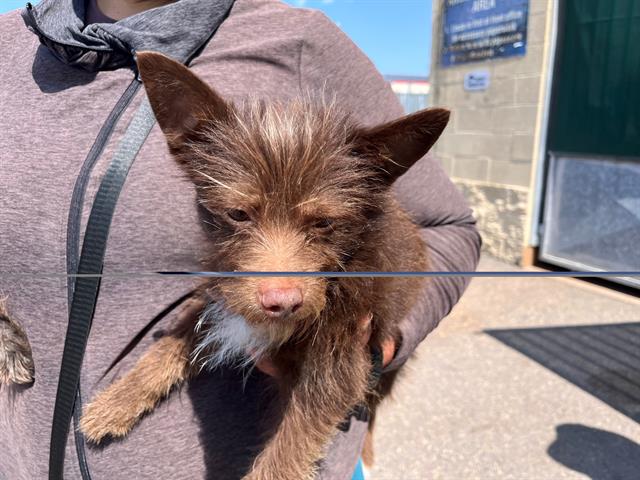 Shelter Stray Female Dog last seen D ST BETWEEN 4TH AND 5TH, 130 Beyer Way, Chula Vista, CA 91911, USA