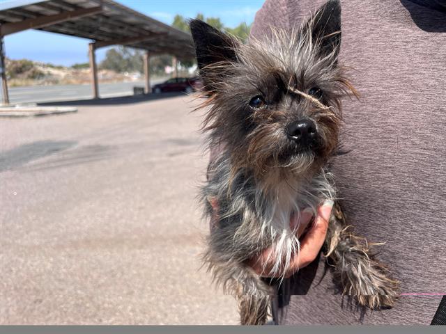 Shelter Stray Female Dog last seen D ST BETWEEN 4TH AND 5TH, 130 Beyer Way, Chula Vista, CA 91911, USA