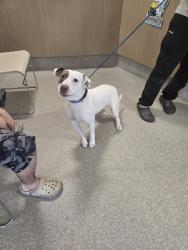 Shelter Stray Male Dog last seen Near BLOCK PINECROFT DR, 3528 Newburg Rd, Louisville, KY 40218, USA