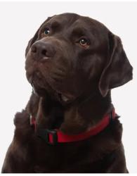 Reunited Male Dog last seen Bird and 84 avenue, Olympia Heights, FL 33155