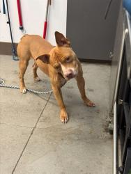 Shelter Stray Male Dog last seen , 4000 N Silverbell Rd, Tucson, AZ 85745, USA
