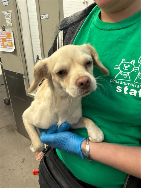 Shelter Stray Female Dog last seen , 4000 N Silverbell Rd, Tucson, AZ 85745, USA