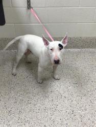 Shelter Stray Male Dog last seen Near BLOCK NUEVA VISTA DR UNIT 103, 12155 Park Blvd, Brighton, CO 80601, USA