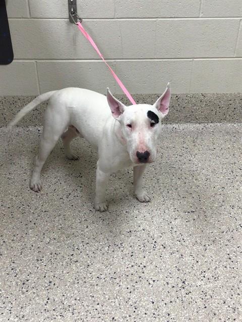 Shelter Stray Male Dog last seen Near BLOCK NUEVA VISTA DR UNIT 103, 12155 Park Blvd, Brighton, CO 80601, USA
