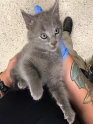 Shelter Stray Male Cat last seen 133RD AND SABLE, 12155 Park Blvd, Brighton, CO 80601, USA