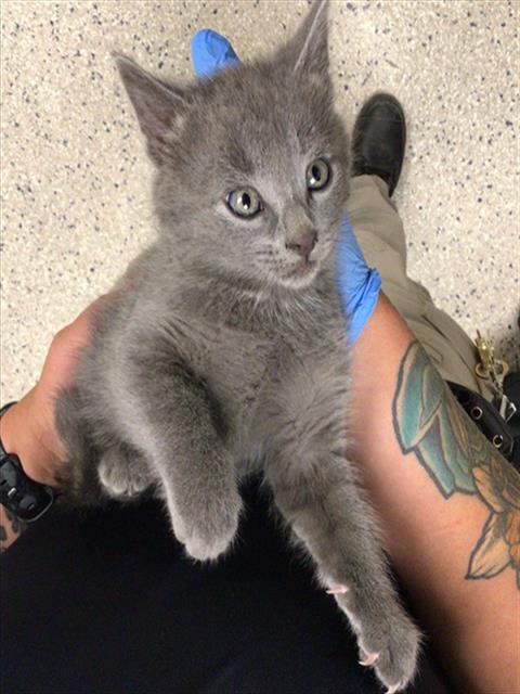 Shelter Stray Male Cat last seen 133RD AND SABLE, 12155 Park Blvd, Brighton, CO 80601, USA