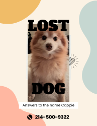 Lost Male Dog last seen O'Hare and Via Alto, Mesquite, TX 75149