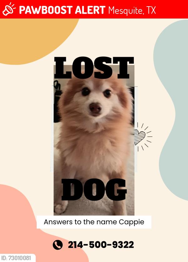 Lost Male Dog last seen O'Hare and Via Alto, Mesquite, TX 75149