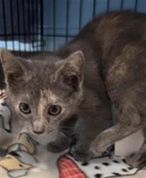 Shelter Stray Female Cat last seen JAMESTOWN BLVD/AS, 232 Eslinger Way, Sanford, FL 32773, USA