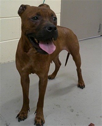 Shelter Stray Female Dog last seen Near SLADE DR, LONGWOOD FL 32750, 232 Eslinger Way, Sanford, FL 32773, USA