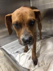 Shelter Stray Female Dog last seen , 14409 Vanowen St, Van Nuys, CA 91405, USA