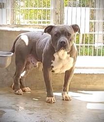 Shelter Stray Male Dog last seen , 1850 W 60th St, Los Angeles, CA 90047, USA