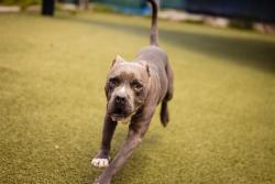 Shelter Stray Male Dog last seen , 2769 Conroy Rd, Orlando, FL 32839, USA