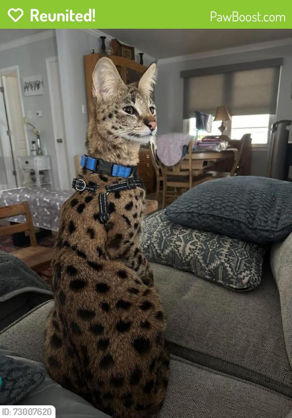 Reunited Male Cat last seen Imperial Dr, Hempfield twp, PA 16125, USA, Hempfield Township, PA 16125
