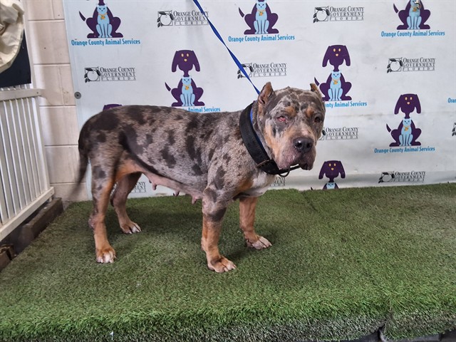 Shelter Stray Female Dog last seen , 2769 Conroy Rd, Orlando, FL 32839, USA