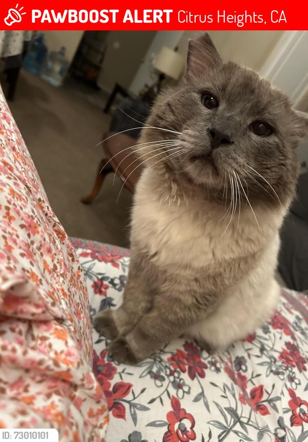 Lost Male Cat last seen Near Crosswoods circle Apt 137, Citrus Heights, CA 95621