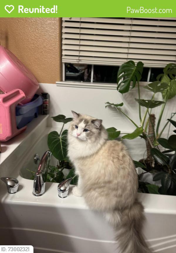 Reunited Male Cat last seen Near Welford circle, Hayward CA, Hayward, CA 94544