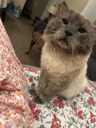 Lost Male Cat last seen Near Crosswoods circle Apt 137, Citrus Heights, CA 95621