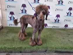 Shelter Stray Female Dog last seen , 2769 Conroy Rd, Orlando, FL 32839, USA