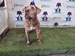 Shelter Stray Male Dog last seen , 2769 Conroy Rd, Orlando, FL 32839, USA