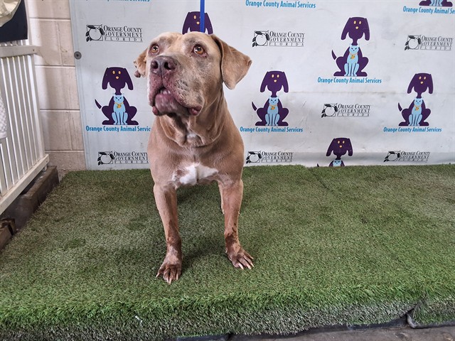 Shelter Stray Male Dog last seen , 2769 Conroy Rd, Orlando, FL 32839, USA
