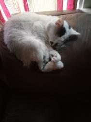 Lost Male Cat last seen Falls View, Falls View, WV 25139