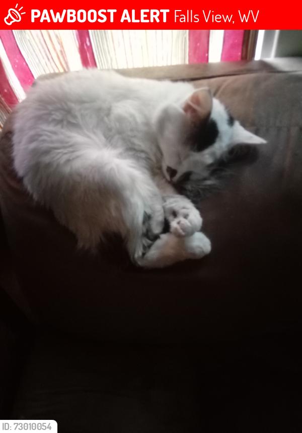 Lost Male Cat last seen Falls View, Falls View, WV 25139