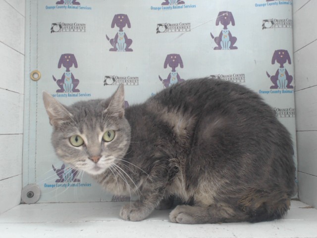 Shelter Stray Female Cat last seen , 2769 Conroy Rd, Orlando, FL 32839, USA