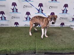 Shelter Stray Female Dog last seen , 2769 Conroy Rd, Orlando, FL 32839, USA