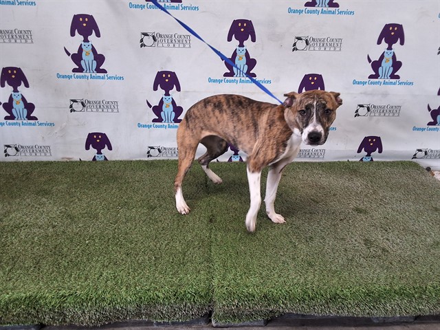 Shelter Stray Female Dog last seen , 2769 Conroy Rd, Orlando, FL 32839, USA