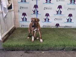 Shelter Stray Male Dog last seen , 2769 Conroy Rd, Orlando, FL 32839, USA