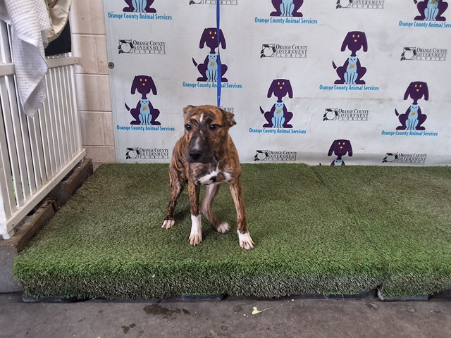 Shelter Stray Male Dog last seen , 2769 Conroy Rd, Orlando, FL 32839, USA