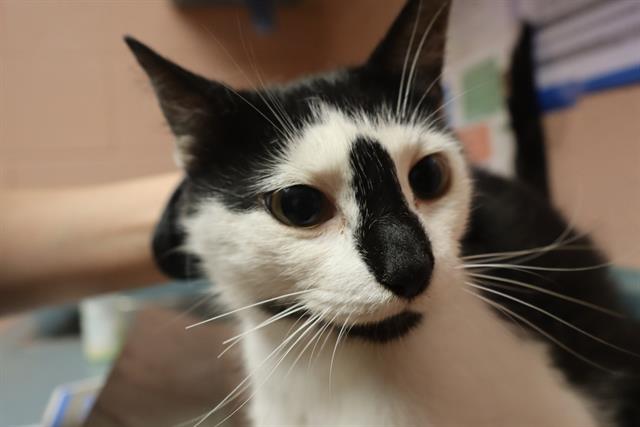 Shelter Stray Female Cat last seen Near BLOCK KNIGHTNER ST, 127 Humane Ln, Columbia, SC 29201, USA