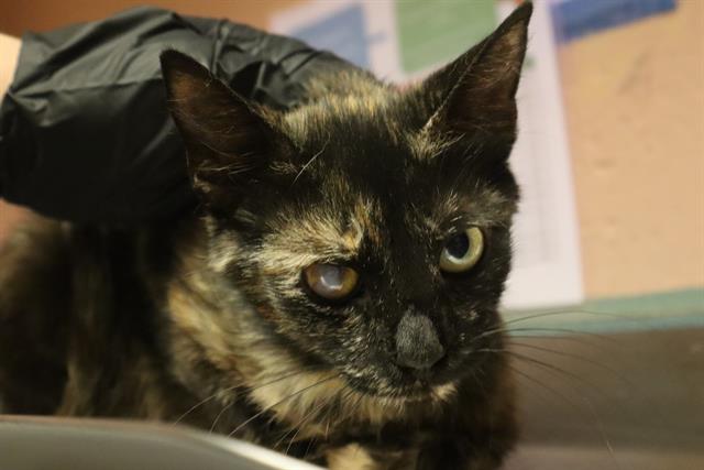Shelter Stray Female Cat last seen Near BLOCK KNIGHTNER ST, 127 Humane Ln, Columbia, SC 29201, USA