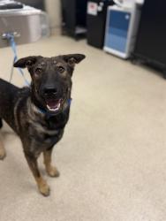 Shelter Stray Male Dog last seen INDIANA AVE, RIVERSIDE, CA, 6851 Van Buren Boulevard, Jurupa Valley, CA 92509, USA