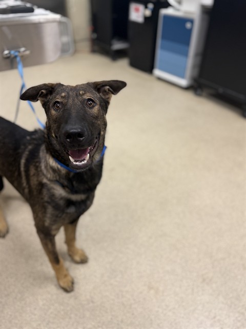Shelter Stray Male Dog last seen INDIANA AVE, RIVERSIDE, CA, 6851 Van Buren Boulevard, Jurupa Valley, CA 92509, USA