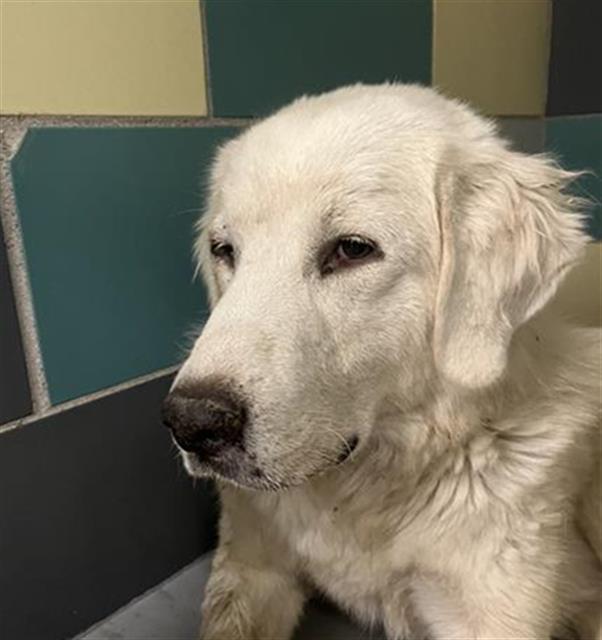 Shelter Stray Female Dog last seen Near BLOCK RED MOUNTAIN RD, HEMET, CA, San Jacinto, CA 92582, USA
