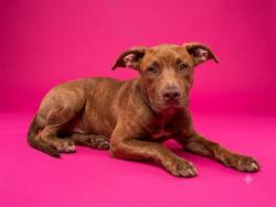 Shelter Stray Male Dog last seen Near BLOCK EDGEWOOD AVE, 2020 Forest St, Jacksonville, FL 32204, USA